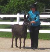 Wisconsin State Donkey and Mule Show  -  June 2011